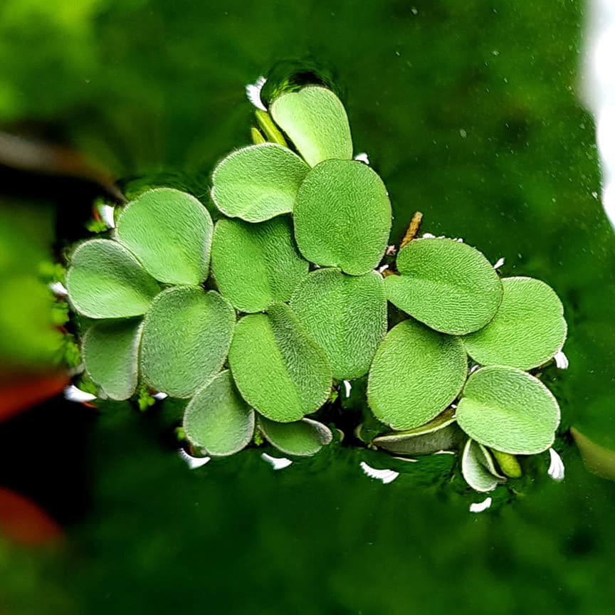 Spruce Salvinia aquarium plant