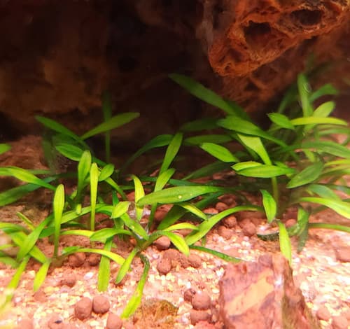 Sri Lanka Crypt aquarium plant