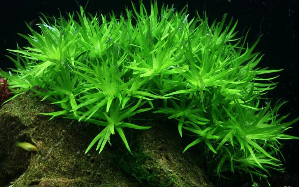 Stargrass aquarium plant