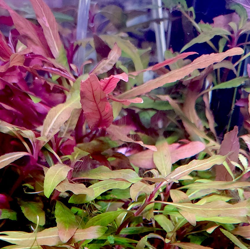 Staurogyne Bihar aquarium plant
