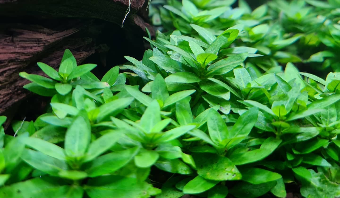Staurogyne Repens aquarium plant