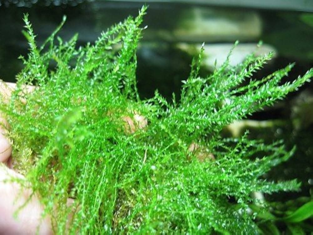 Stringy Moss aquarium plant