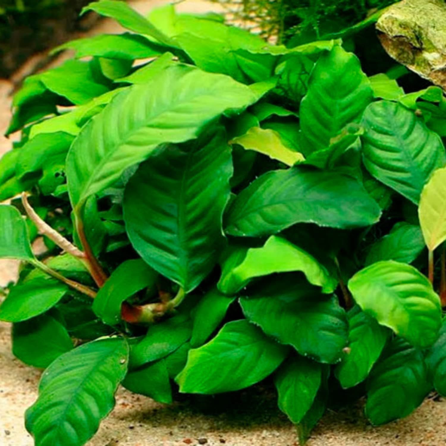 Striped Anubias aquarium plant