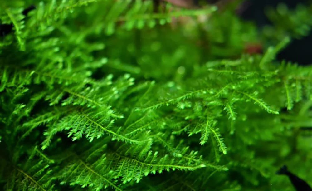 Taiwan Moss aquarium plant