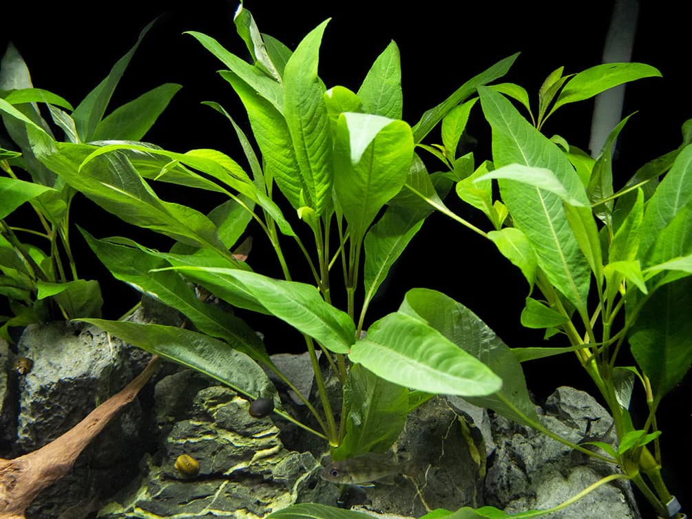 Temple Plant 53B aquarium plant
