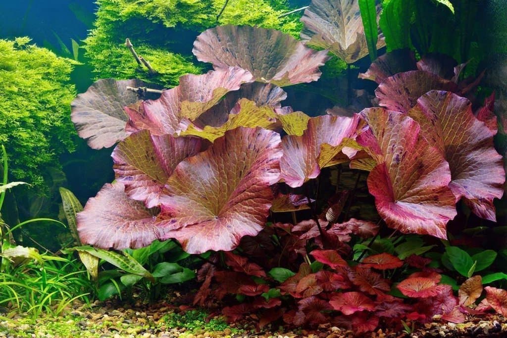 Tiger Lotus aquarium plant