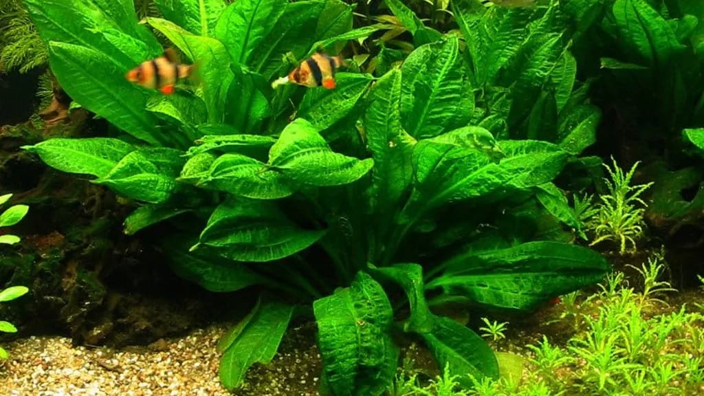 Tropica Sword aquarium plant