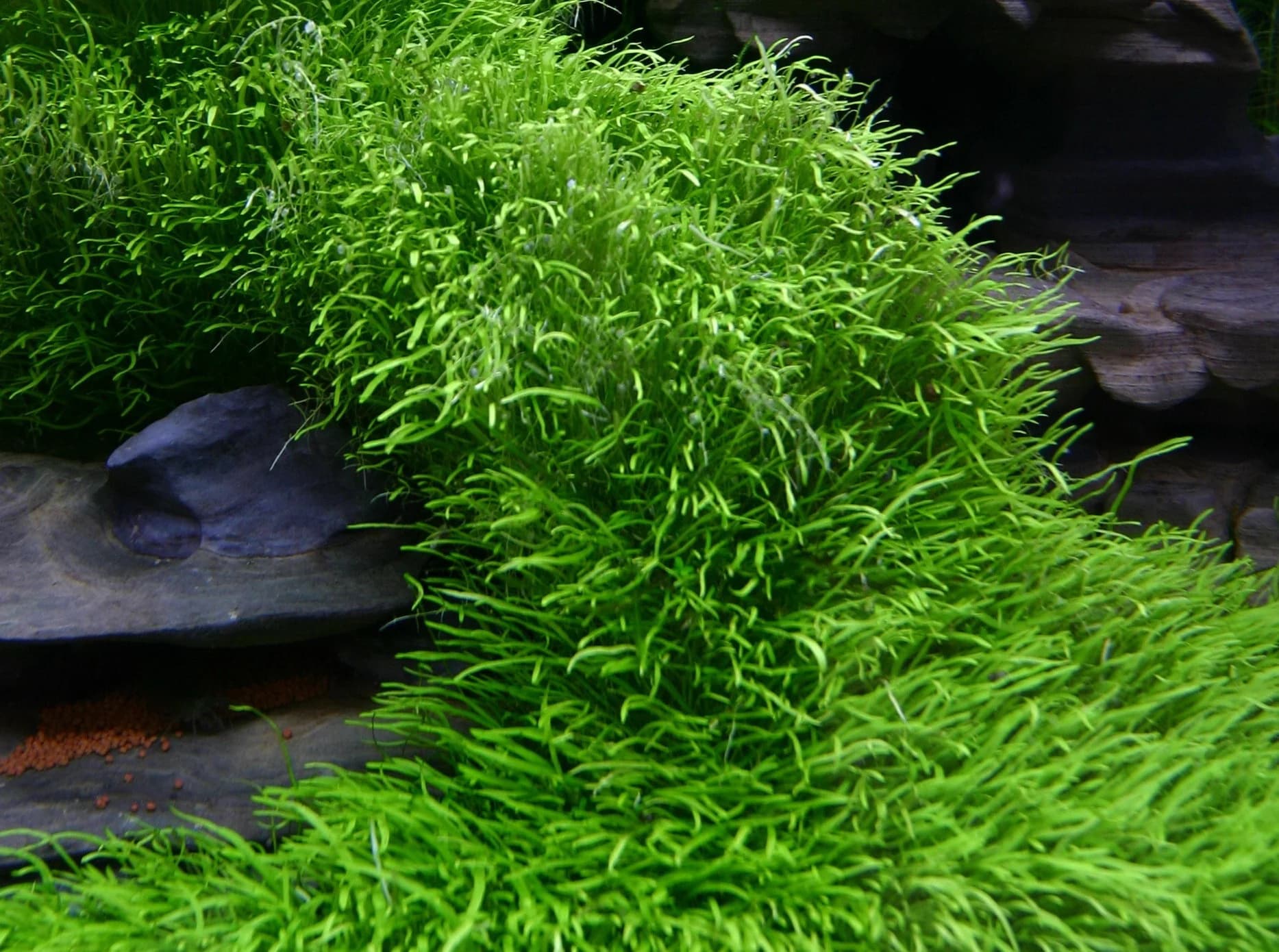UG aquarium plant