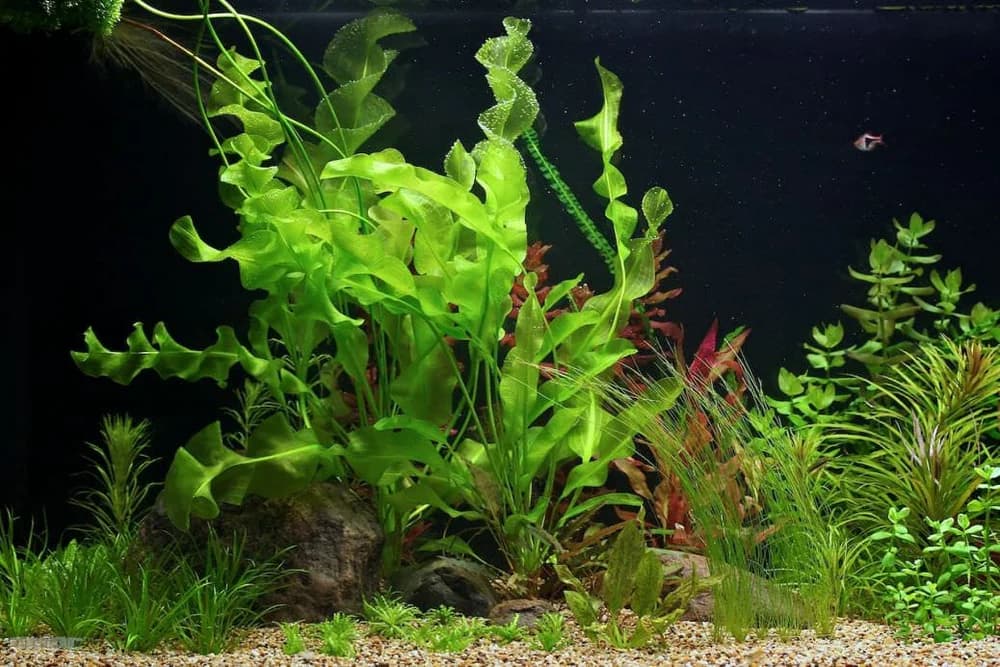 Ulvaceus Aponogeton aquarium plant