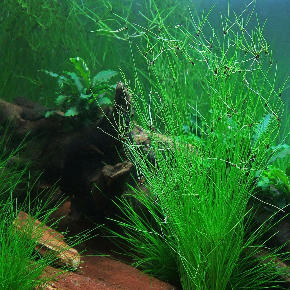 Umbrella Hairgrass aquarium plant