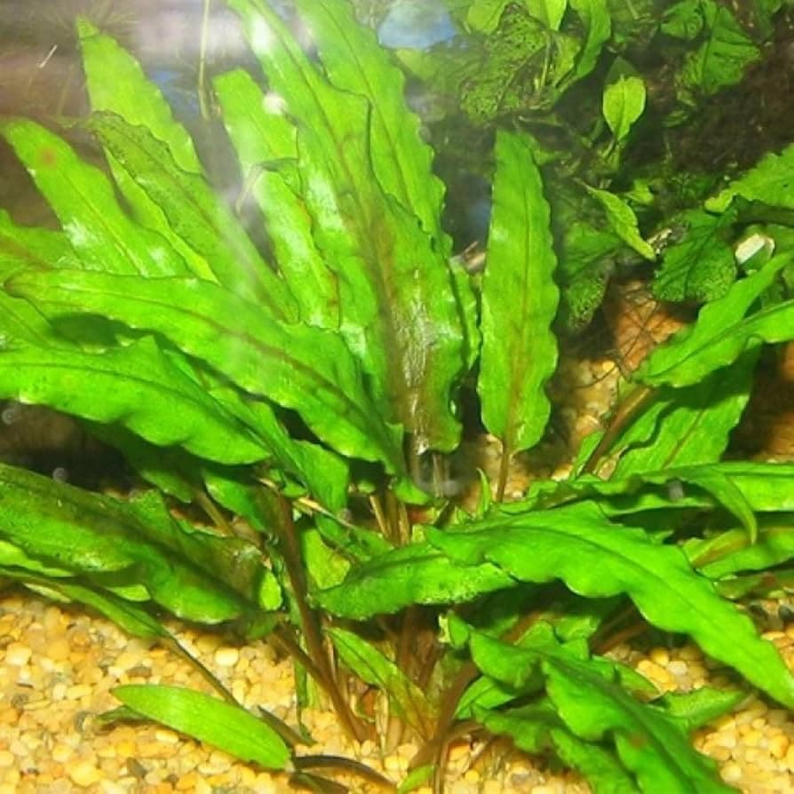 Usteriana Crypt aquarium plant