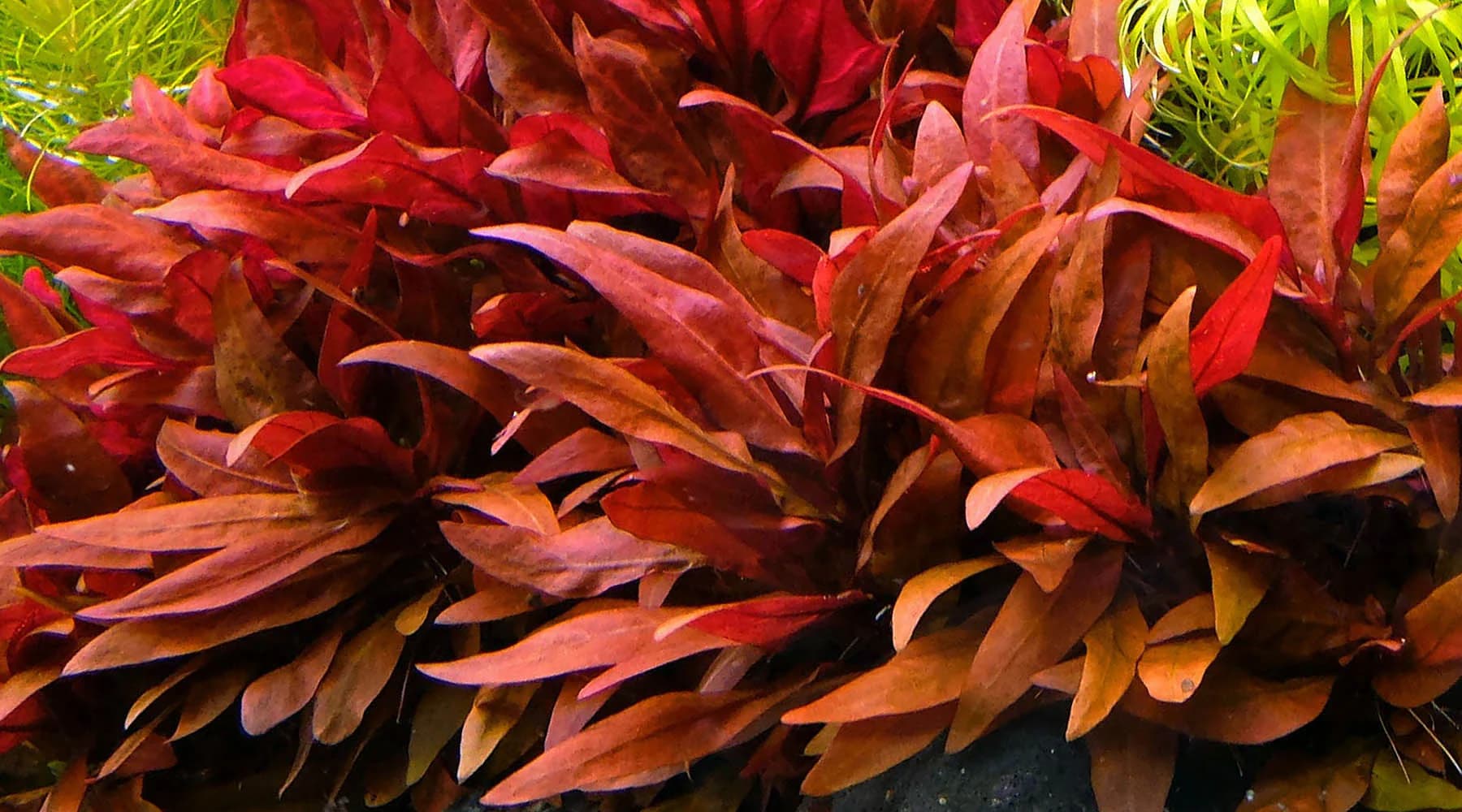 Variegated AR aquarium plant