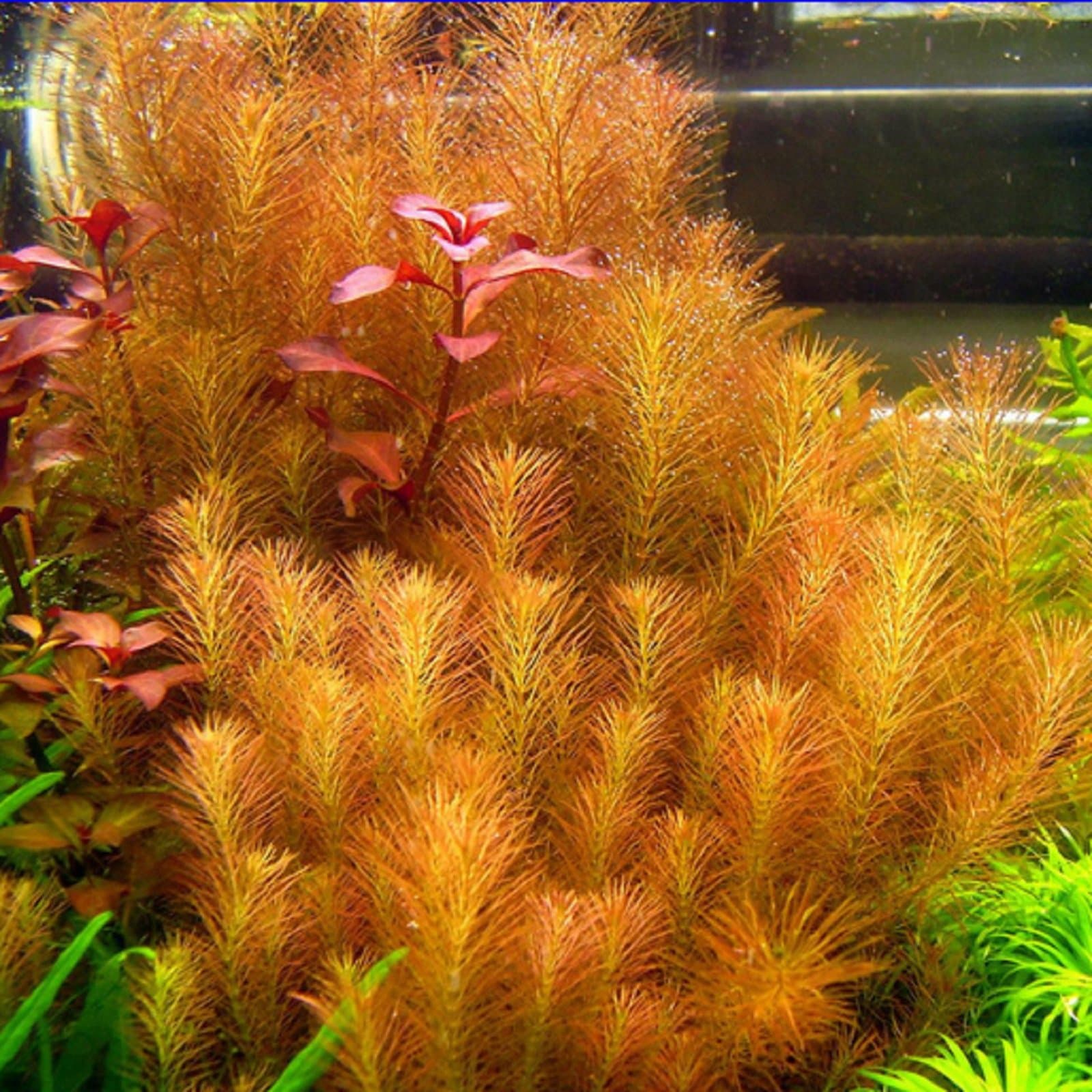 Wallichii Rotala aquarium plant