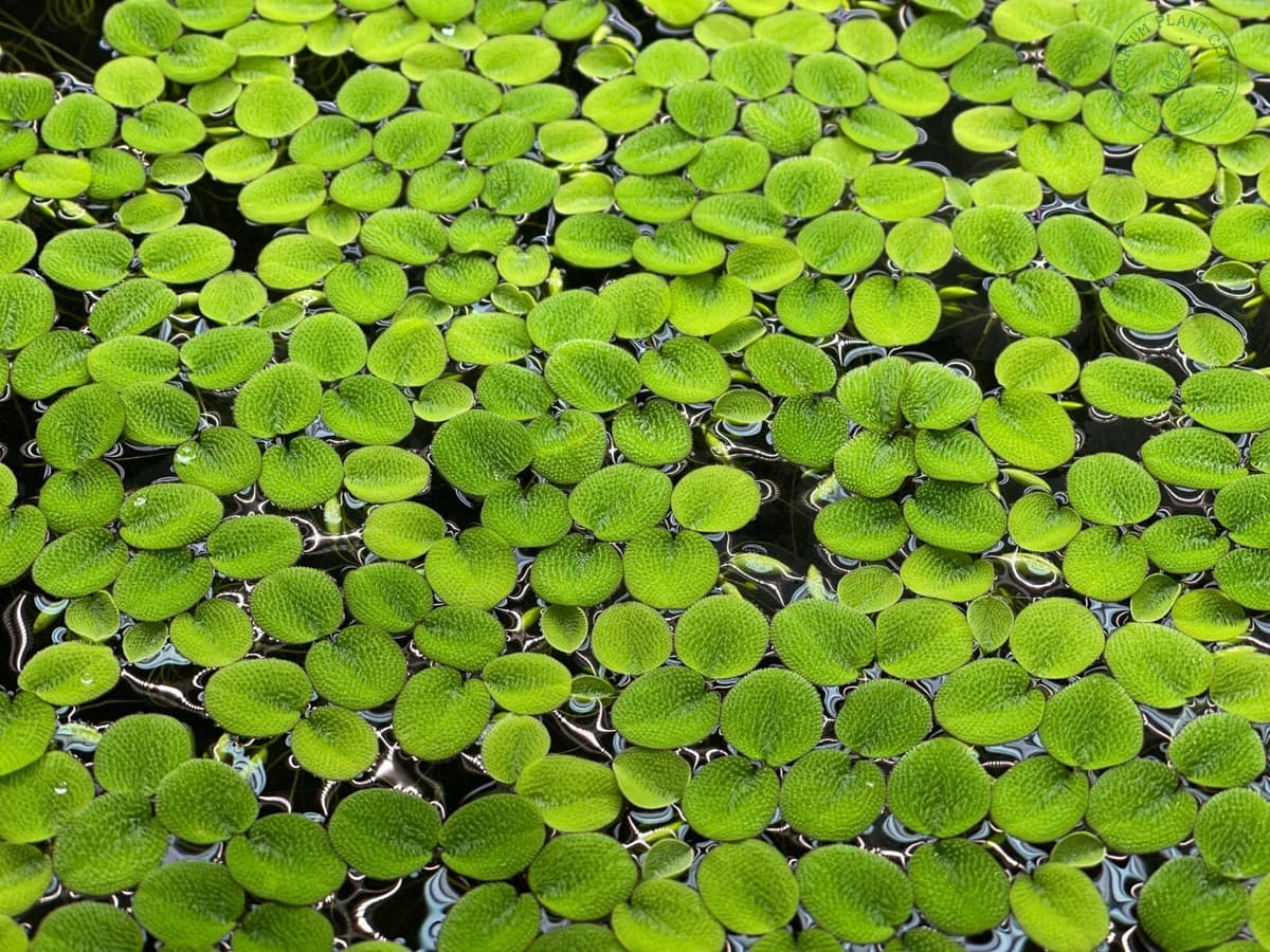 Water Spangles aquarium plant