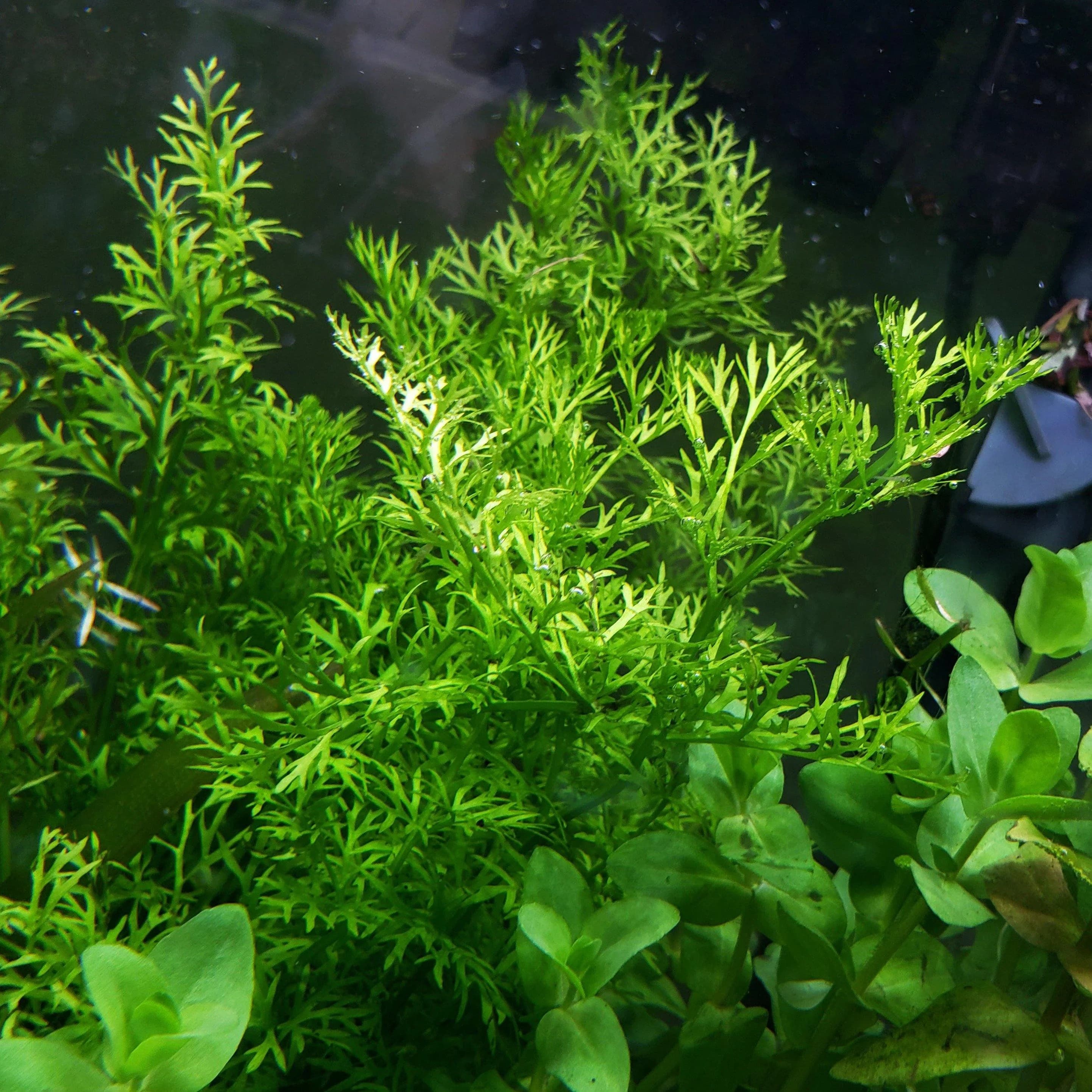 Water Sprite aquarium plant