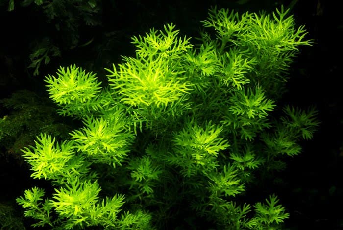 Water Violet aquarium plant