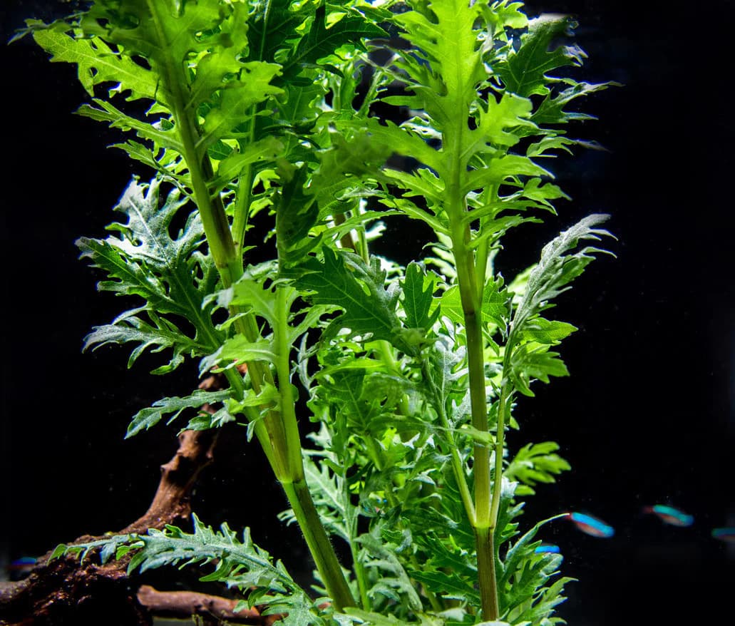 Water Wisteria aquarium plant