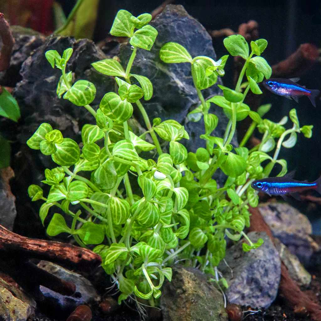 Watermelon Plant aquarium plant
