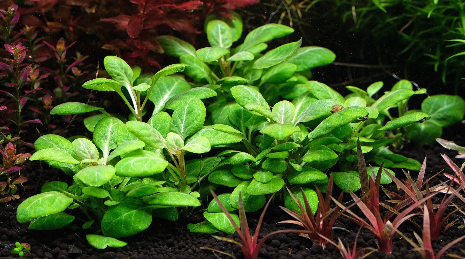 Wavy Cardinal Plant aquarium plant