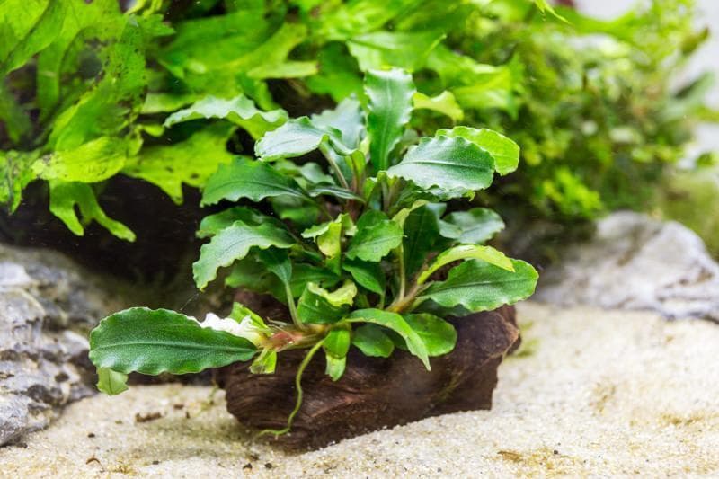 Wavy Green Buce aquarium plant