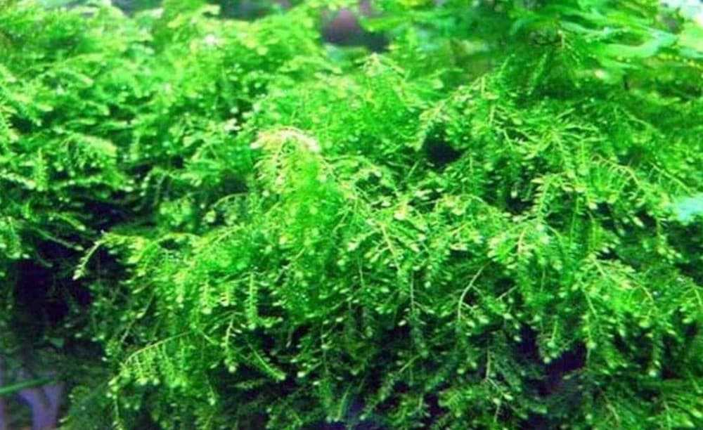 Weeping Moss aquarium plant