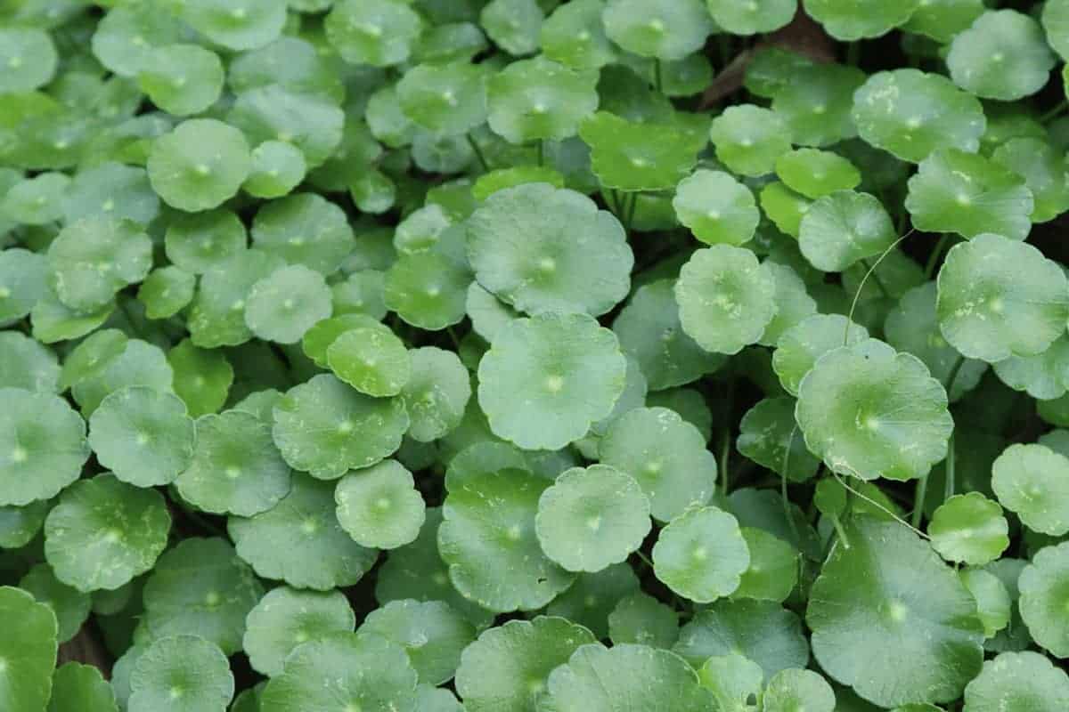 Whorled Pennywort aquarium plant