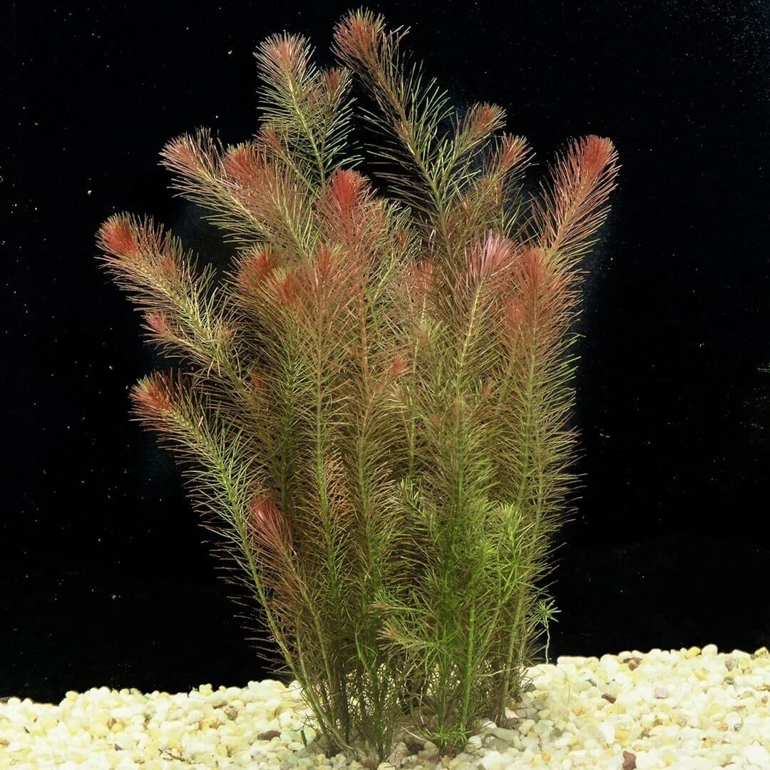 Whorly Rotala aquarium plant