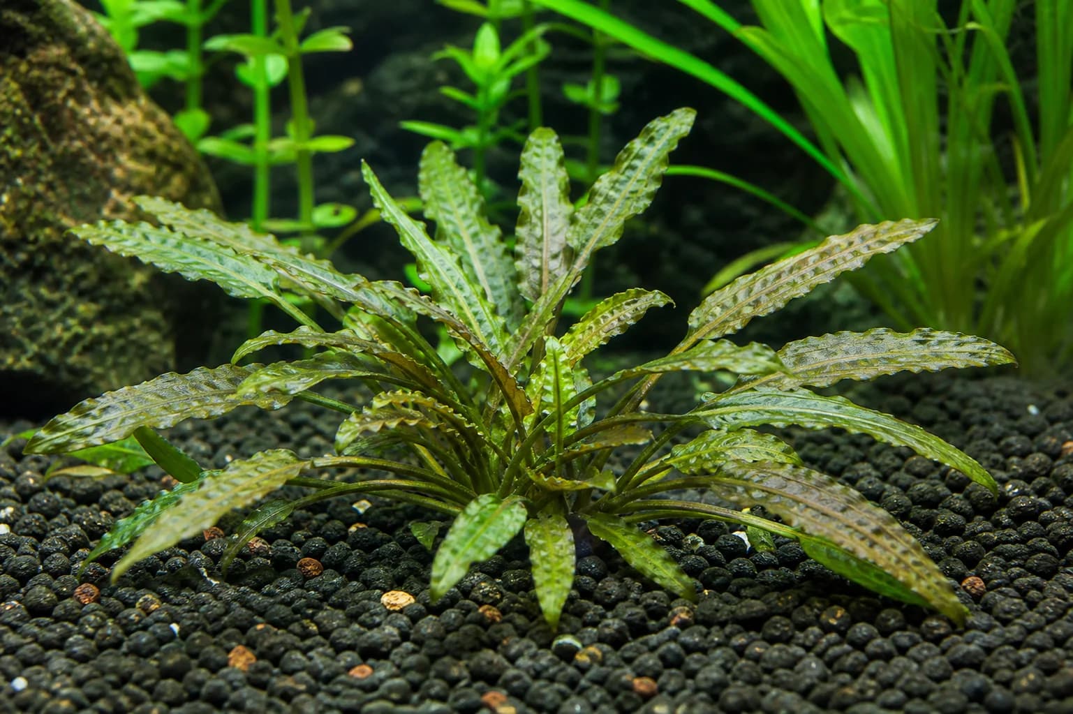 Willisii Crypt aquarium plant