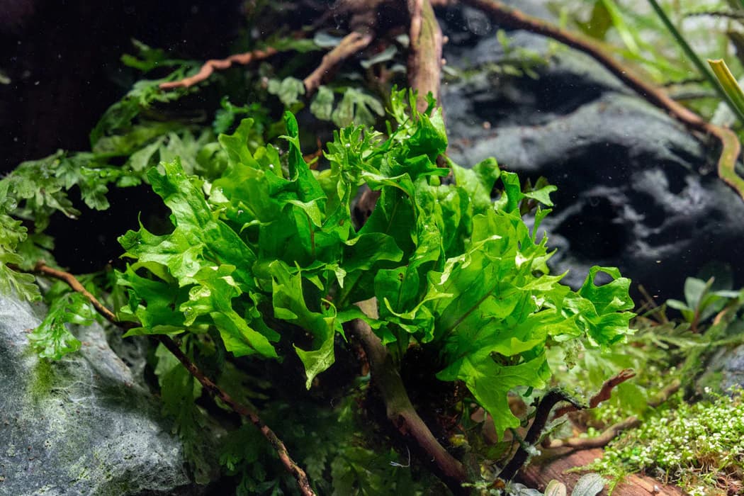 Windelov Java Fern aquarium plant